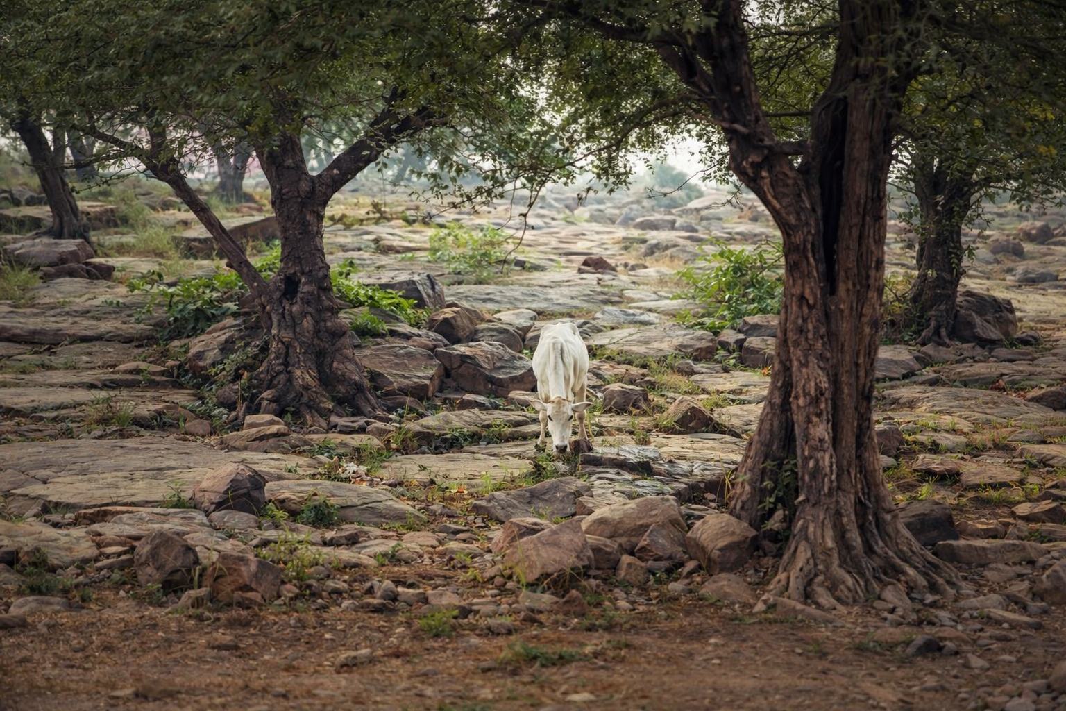 Vrindavan Sacred Land